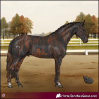 Horse Color:Chestnut  and Black 