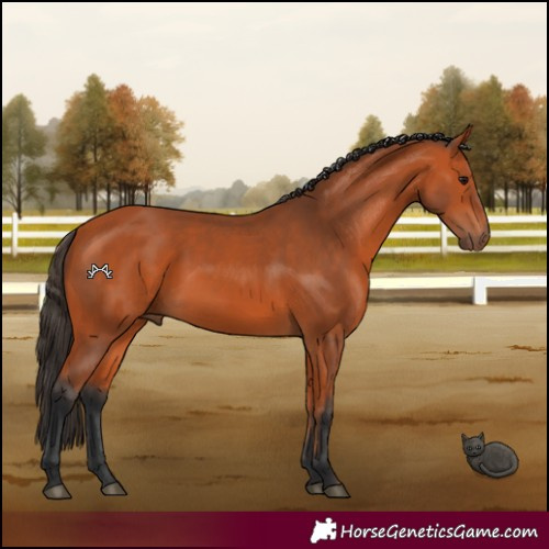 Horse Color:Bay 