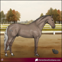 Horse Color:Silver Grullo 