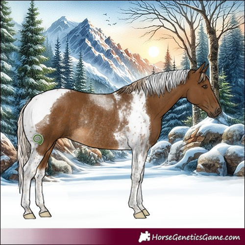 Horse Color:Chocolate Palomino Tobiano Rabicano