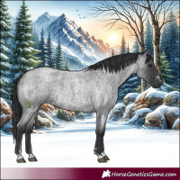 Horse Color:Blue Roan Rabicano