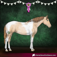Horse Color:Buckskin Pearl Tobiano Rabicano 