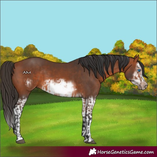 Horse Color:Bay Splash Frame Rabicano  and Bay Splash Frame Rabicano 
