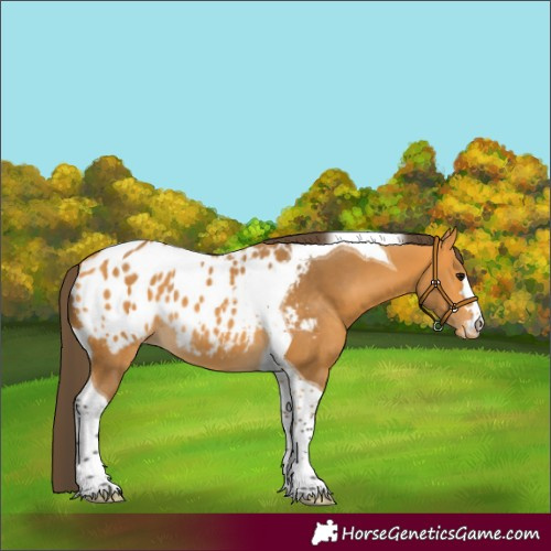 Horse Color:Buckskin Tobiano Blanket 