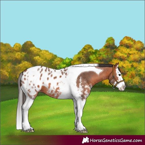 Horse Color:Bay Sabino Splash Tobiano Appaloosa 