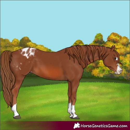 Horse Color:Chestnut Blanket 