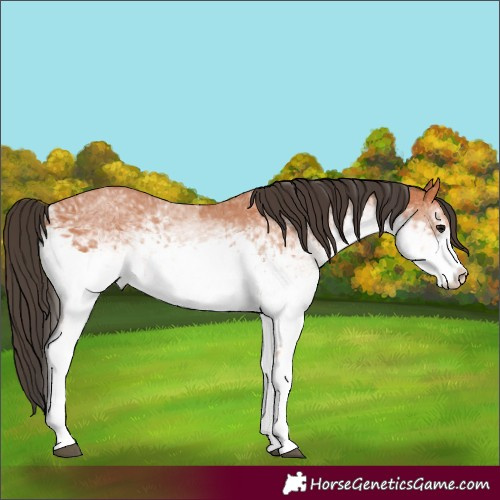 Horse Color:White Spotted Bay 