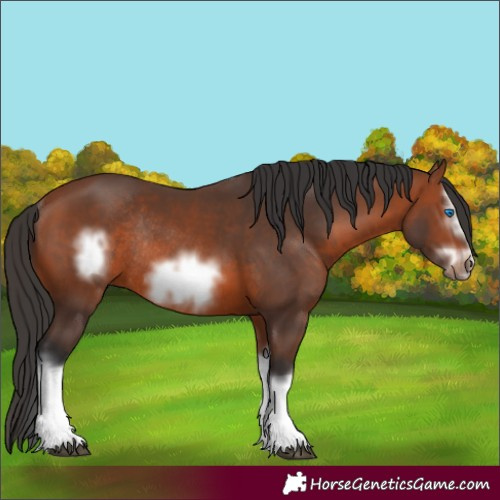 Horse Color:Bay Splash Frame Rabicano