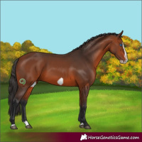 Horse Color:Bay Splash Frame Rabicano 