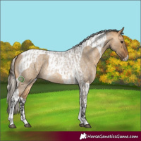 Horse Color:Buckskin Roan Dun Tobiano  and Silver Buckskin Roan Dun Tobiano 