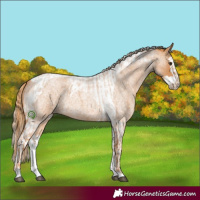 Horse Color:Red Roan Tobiano  and Red Roan Splash Tobiano 