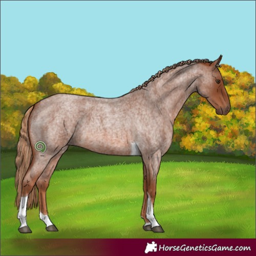 Horse Color:Red Roan Tobiano