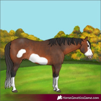 Horse Color:Bay Splash Frame Rabicano 