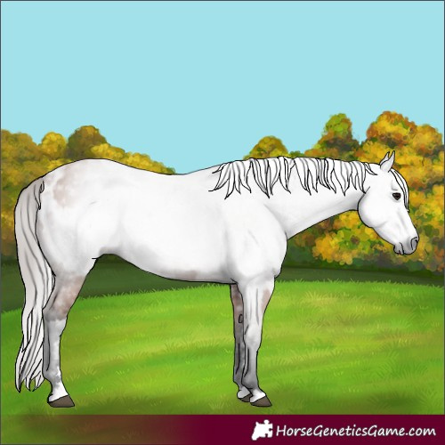 Horse Color:Gray Bay  and Gray Bay Appaloosa 