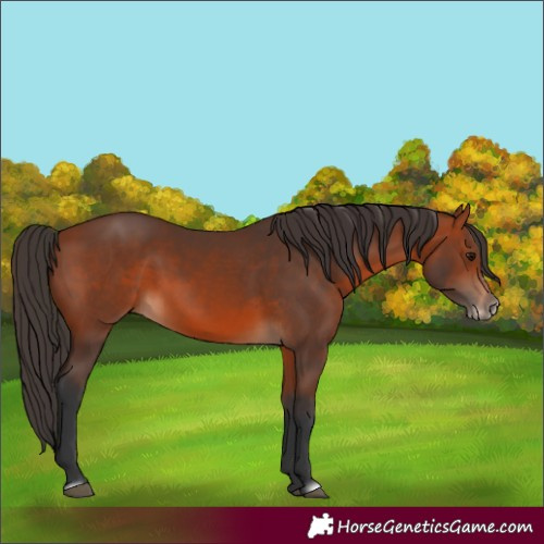 Horse Color:Bay Splash Frame Rabicano 