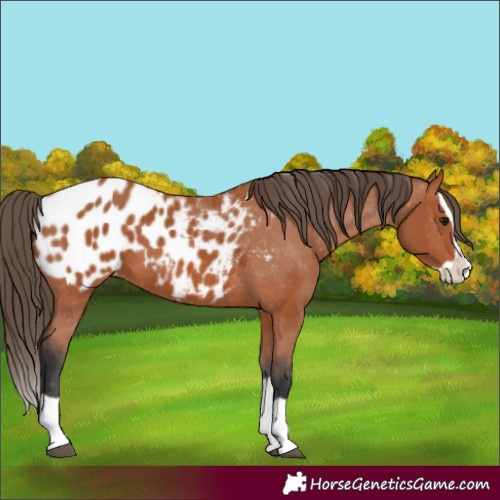 Horse Color:Bay Splash Appaloosa 