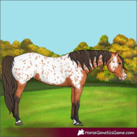 Horse Color:Bay Splash Appaloosa