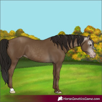 Horse Color:Unknown 