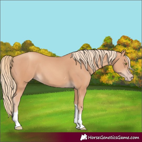 Horse Color:Gold Champagne Tobiano 