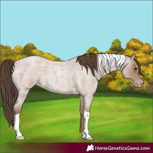 Horse Color:Classic Champagne Roan Tobiano 