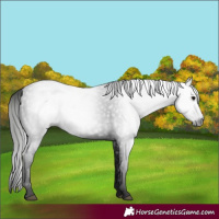 Horse Color:Gray Smoky Black 