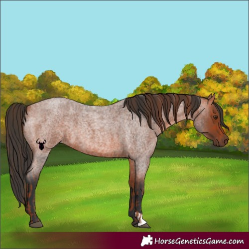 Horse Color:Red Roan  and Bay Roan 