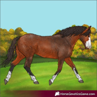 Horse Color:Bay 