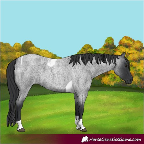 Horse Color:Blue Roan Tobiano