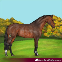 Horse Color:Bay and Bay Rabicano