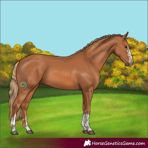 Horse Color:Chestnut  and Chestnut 