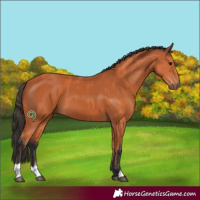 Horse Color:Bay and Bay