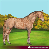 Horse Color:Chestnut  and Gold Champagne 