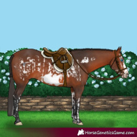 Horse Color:Bay Splash Frame Rabicano  and Bay Frame Rabicano 