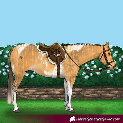 Horse Color:Palomino Tobiano Rabicano and Buckskin Tobiano Rabicano