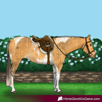 Horse Color:Palomino Tobiano Rabicano  and Buckskin Tobiano Rabicano 