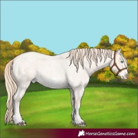 Horse Color:Perlino Roan Splash Frame Rabicano 