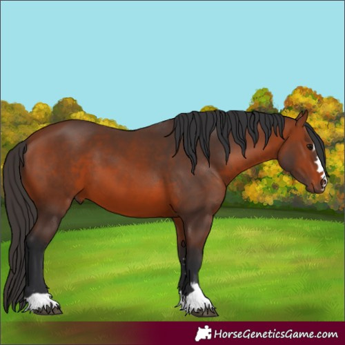 Horse Color:Bay 