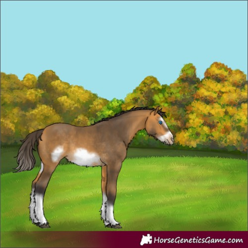 Horse Color:Buckskin Splash Frame Rabicano 