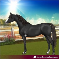 Horse Color:Liver Chestnut Splash Rabicano