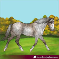 Horse Color:Gray Grullo  and Gray Grullo Pearl 