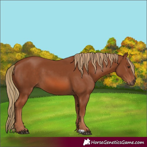 Horse Color:Chestnut 