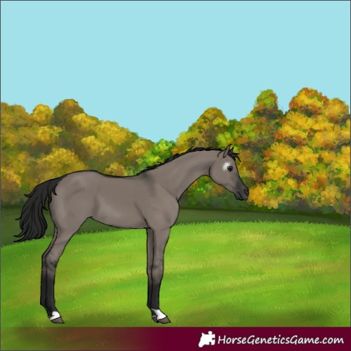 Horse Color:Gray Grullo  and Gray Grullo 