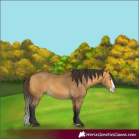 Horse Color:Buckskin Splash Rabicano 