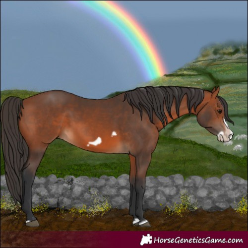 Horse Color:Bay Splash Frame Rabicano 