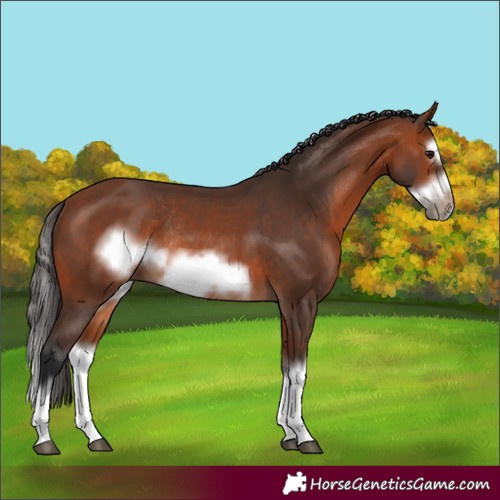 Horse Color:Bay Splash Frame Rabicano