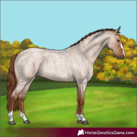 Horse Color:Red Dun Roan