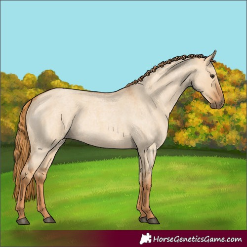 Horse Color:Red Dun Roan 