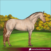 Horse Color:Red Dun Roan 