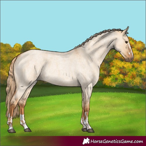 Horse Color:Red Dun Roan  and Red Dun Roan 