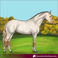 Horse Color:Red Dun Roan  and Red Dun Roan 